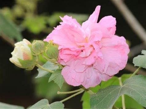 芙蓉花怎麼照顧|如何栽種和養護芙蓉樹